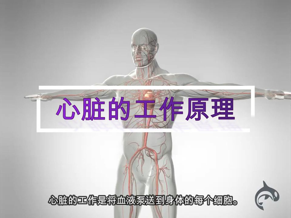 心脏解剖和心脏工作原理:心房心室的工作哔哩哔哩bilibili