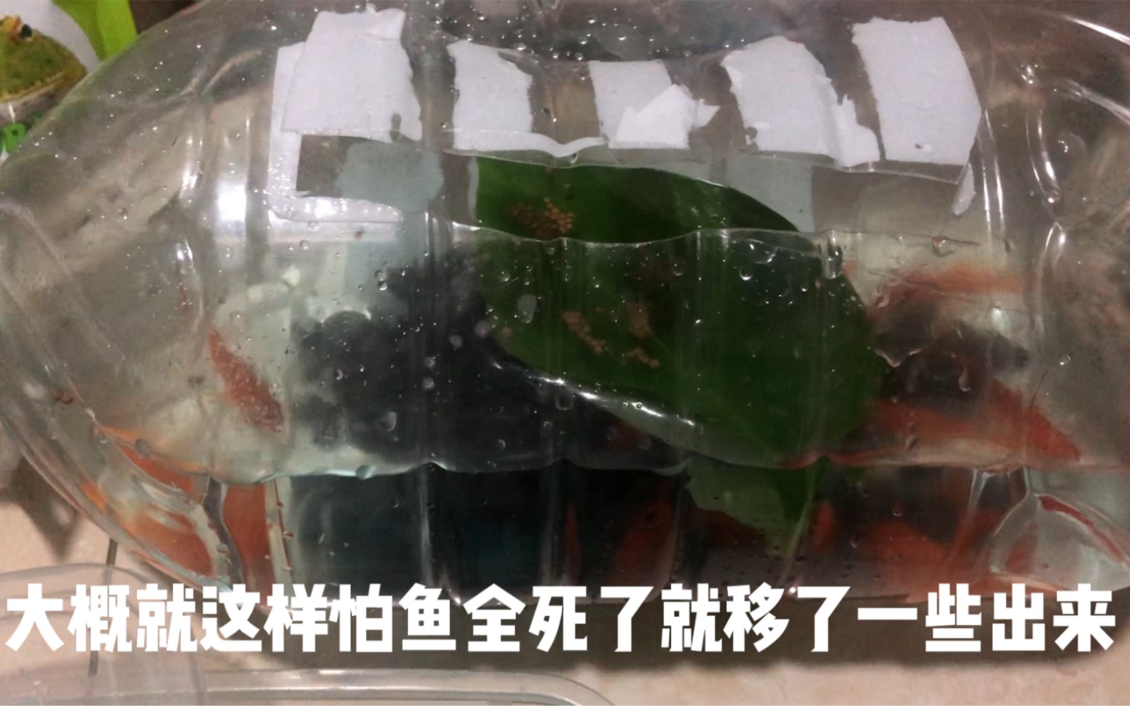 挑戰礦泉水瓶養魚