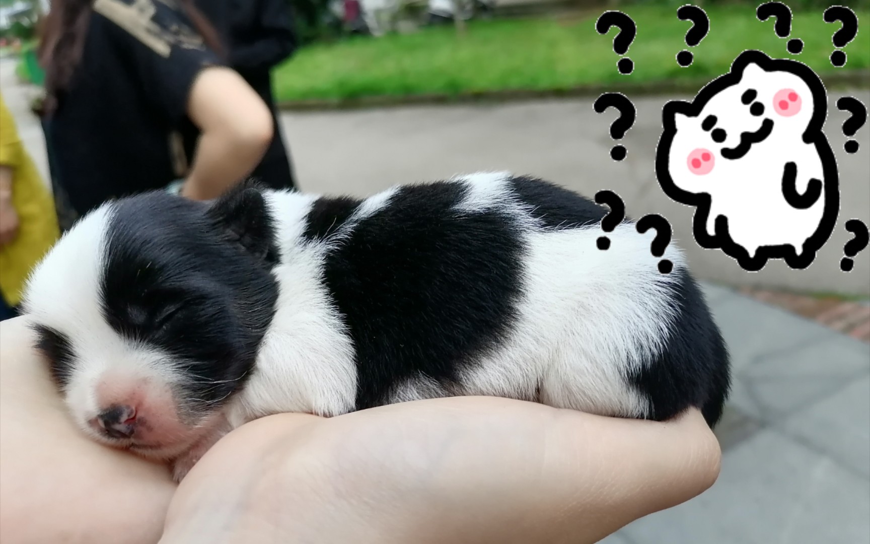 小奶牛出来玩啦!