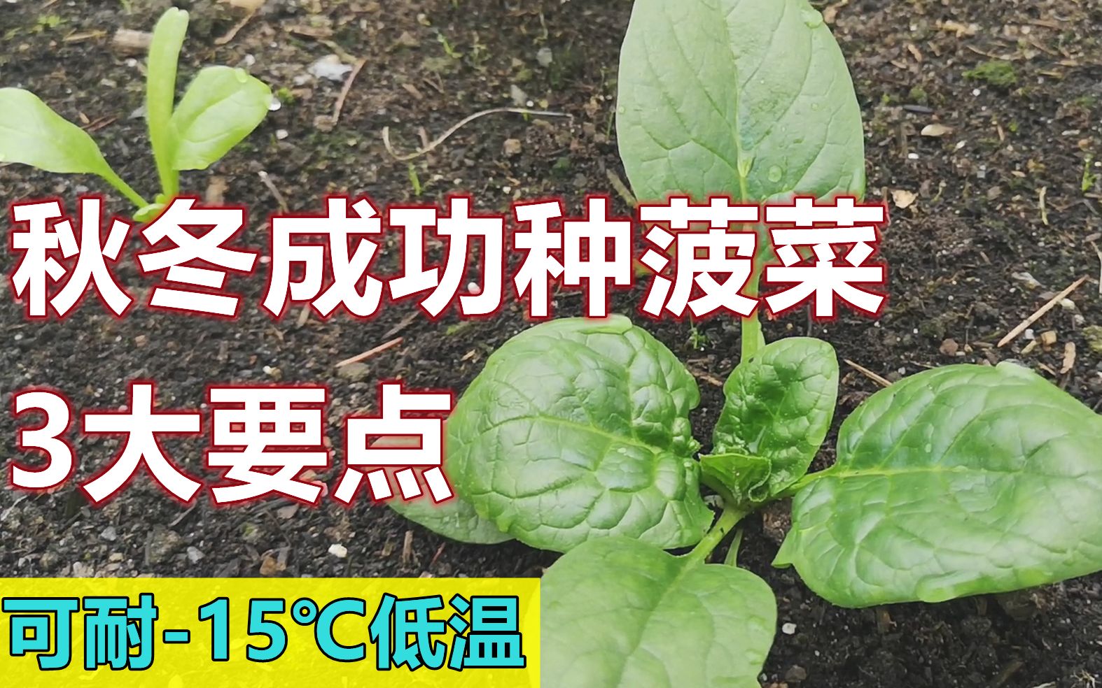 秋冬季成功种出菠菜 | 只要做好这3点哔哩哔哩bilibili