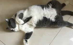 Tải video: 猫咪很享受主人的按摩