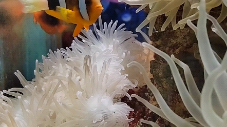 海洋馆里的小丑鱼