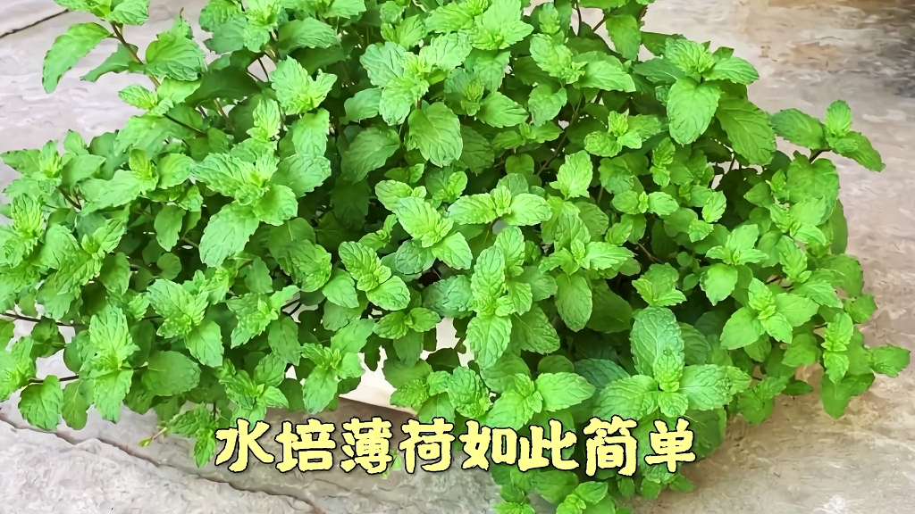 水培薄荷如此简单哔哩哔哩bilibili