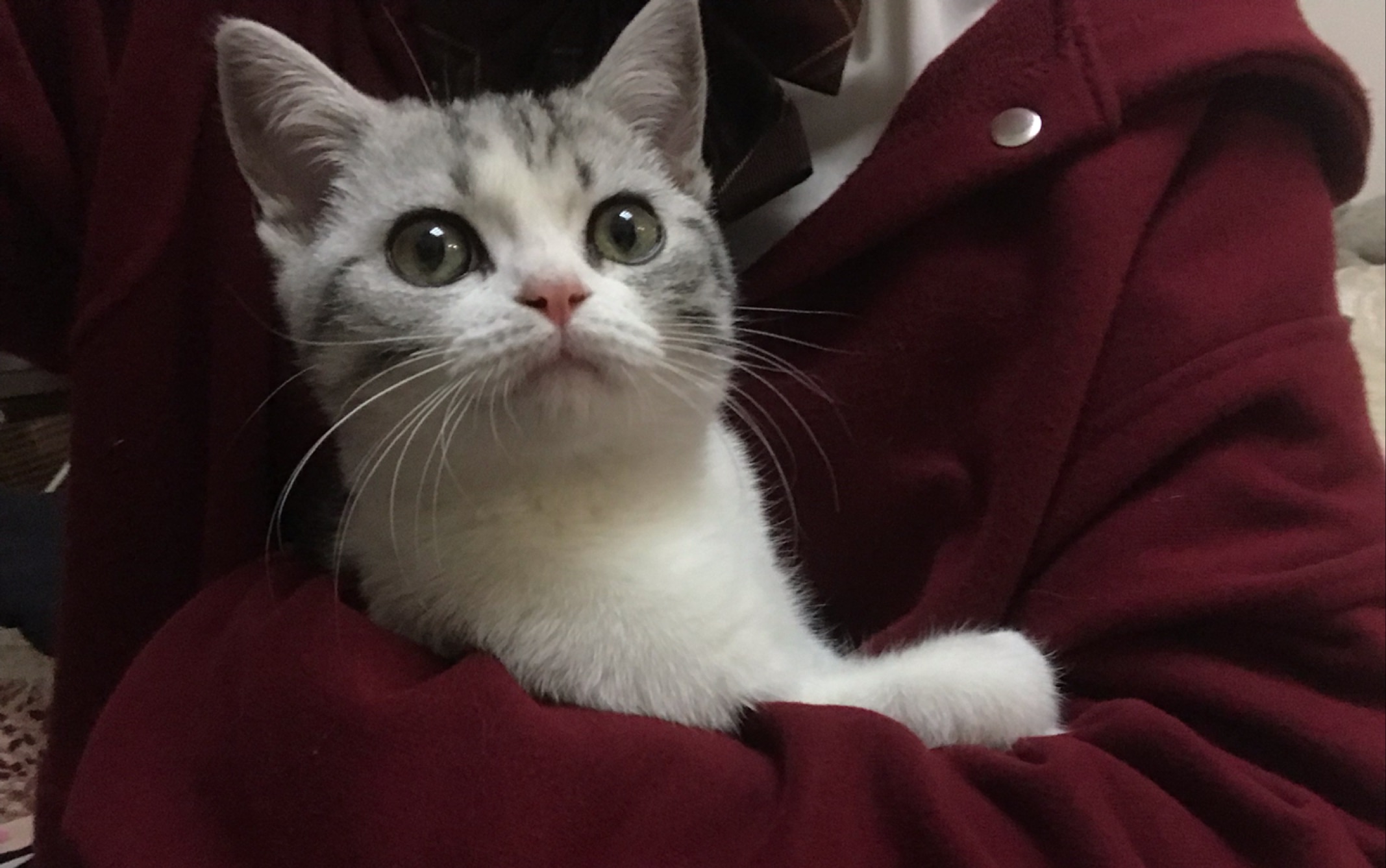 【美短起司猫猫】牛轧糖小可爱混剪qwq_哔哩哔哩 (゜-゜)つロ 干杯