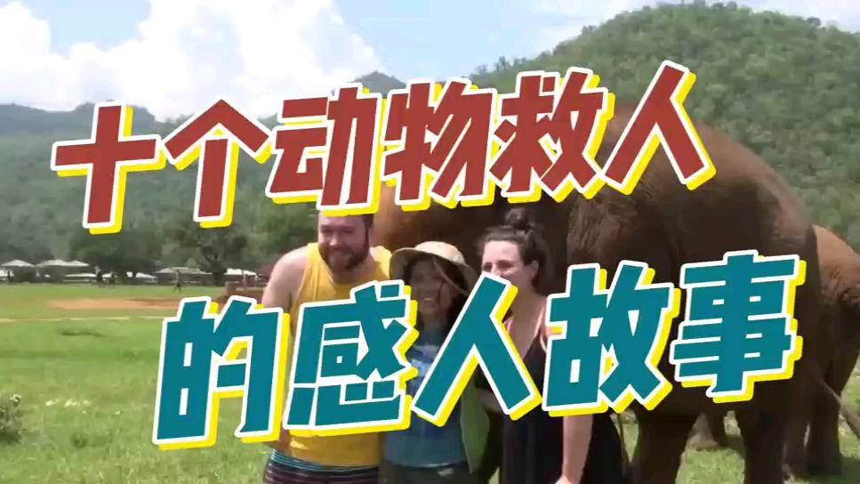 动物救人的10个感人故事,动物是我们人类的朋友,请善待它们