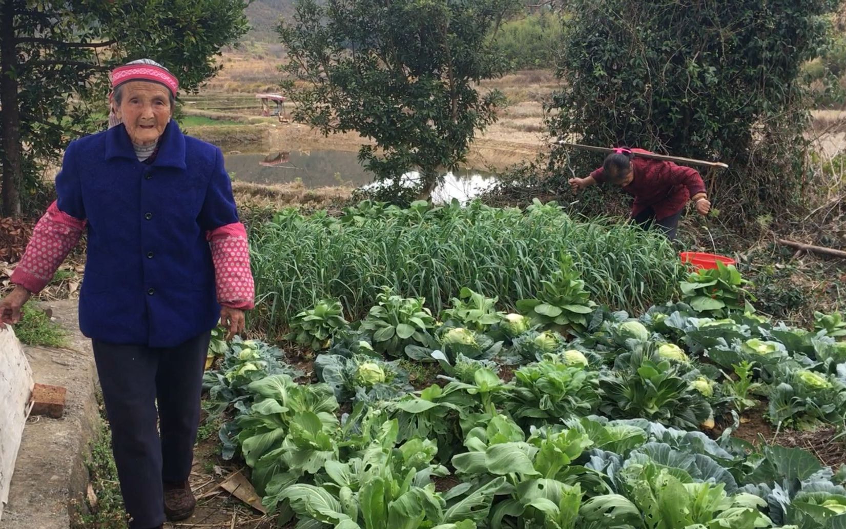 85岁奶奶去地里摘菜,62岁儿媳是如何帮忙的?顺便把蔬菜送给邻居