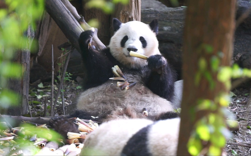【大熊猫福来】可爱的小甜妹儿