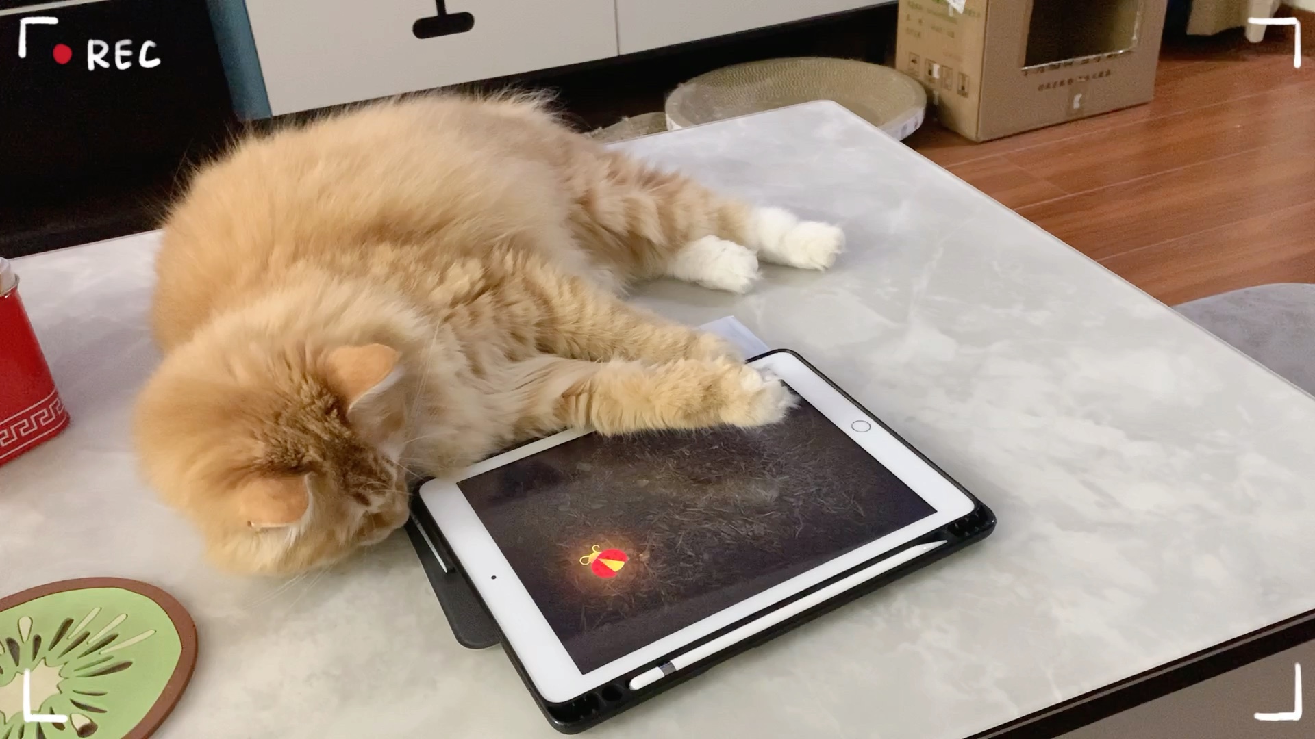 玩游戏的小猫咪(花式)