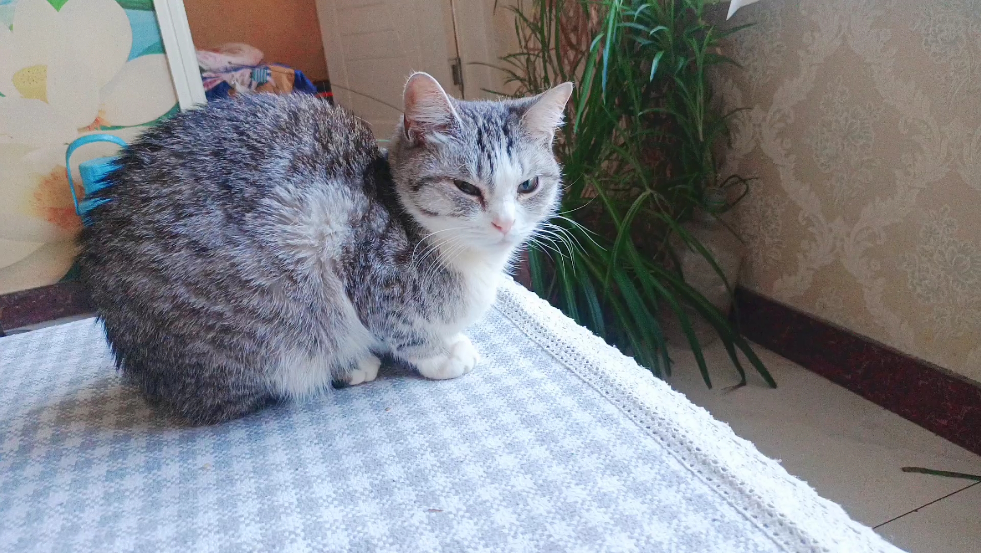 一只安安静静的小猫咪
