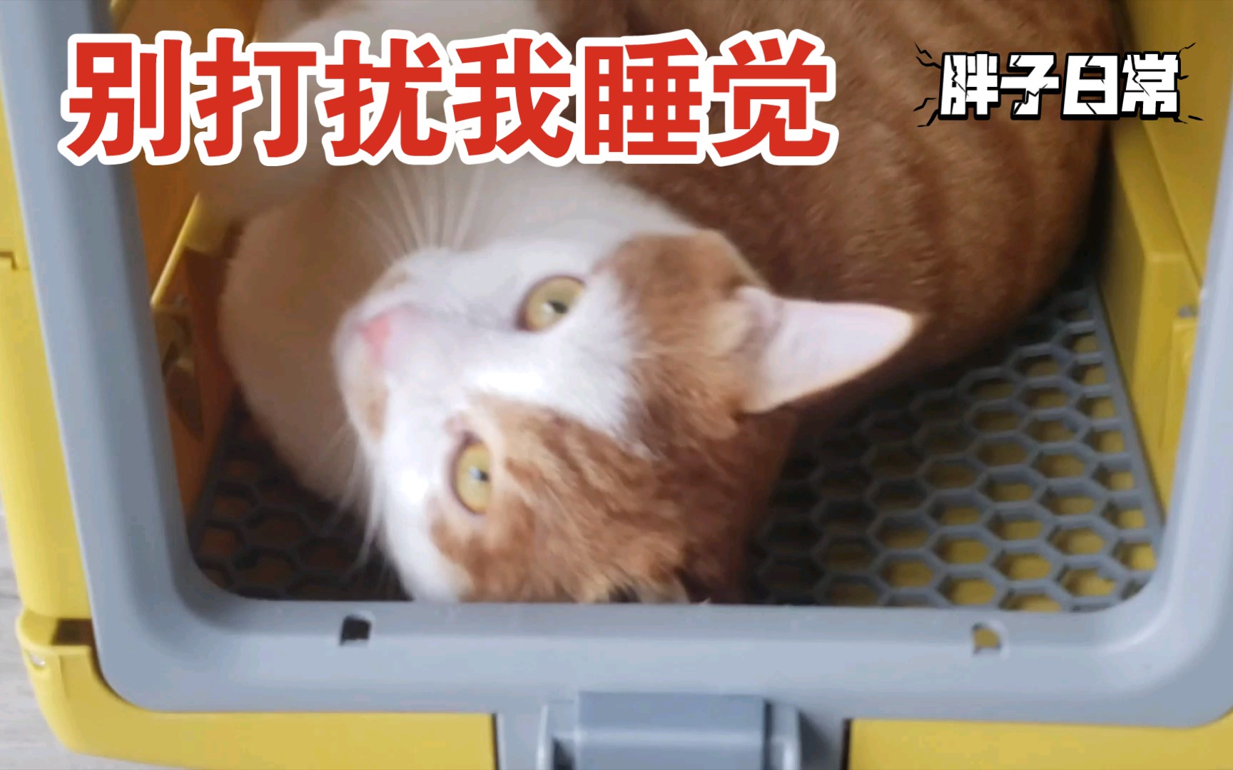 「别打扰我睡觉」(胖子日常)
