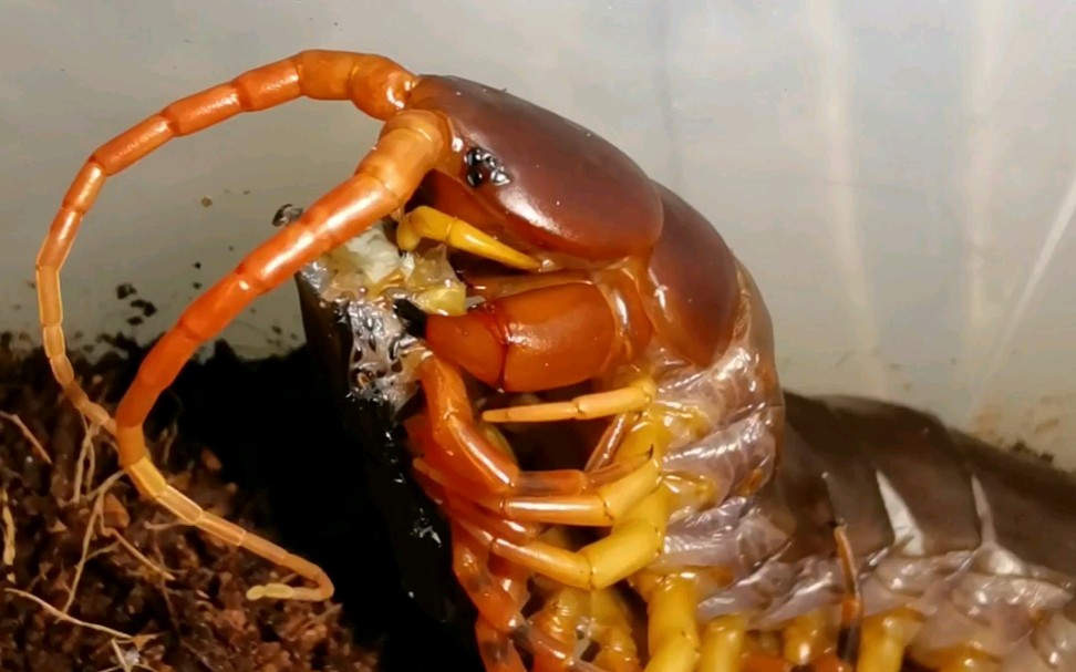 【记录】蜈蚣进食的近距离观察
