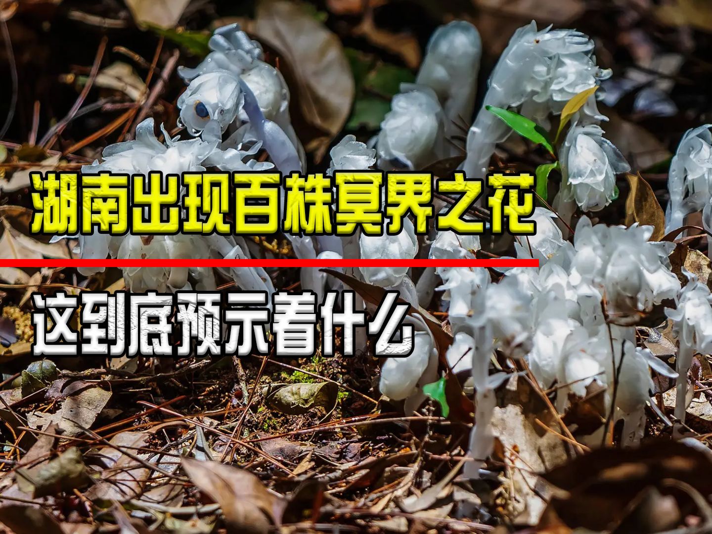 [图]湖南出现百株冥界之花，如此反常让人不寒而栗，这到底预示着什么