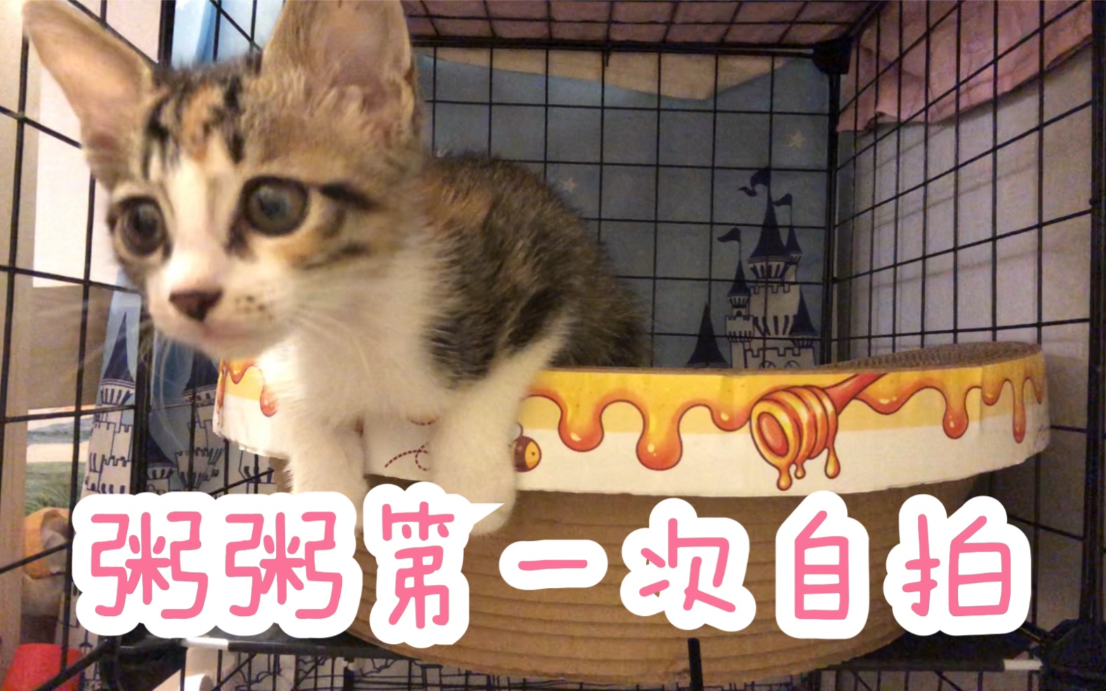 小猫咪嘿嘿嘿  今天是自拍猫猫
