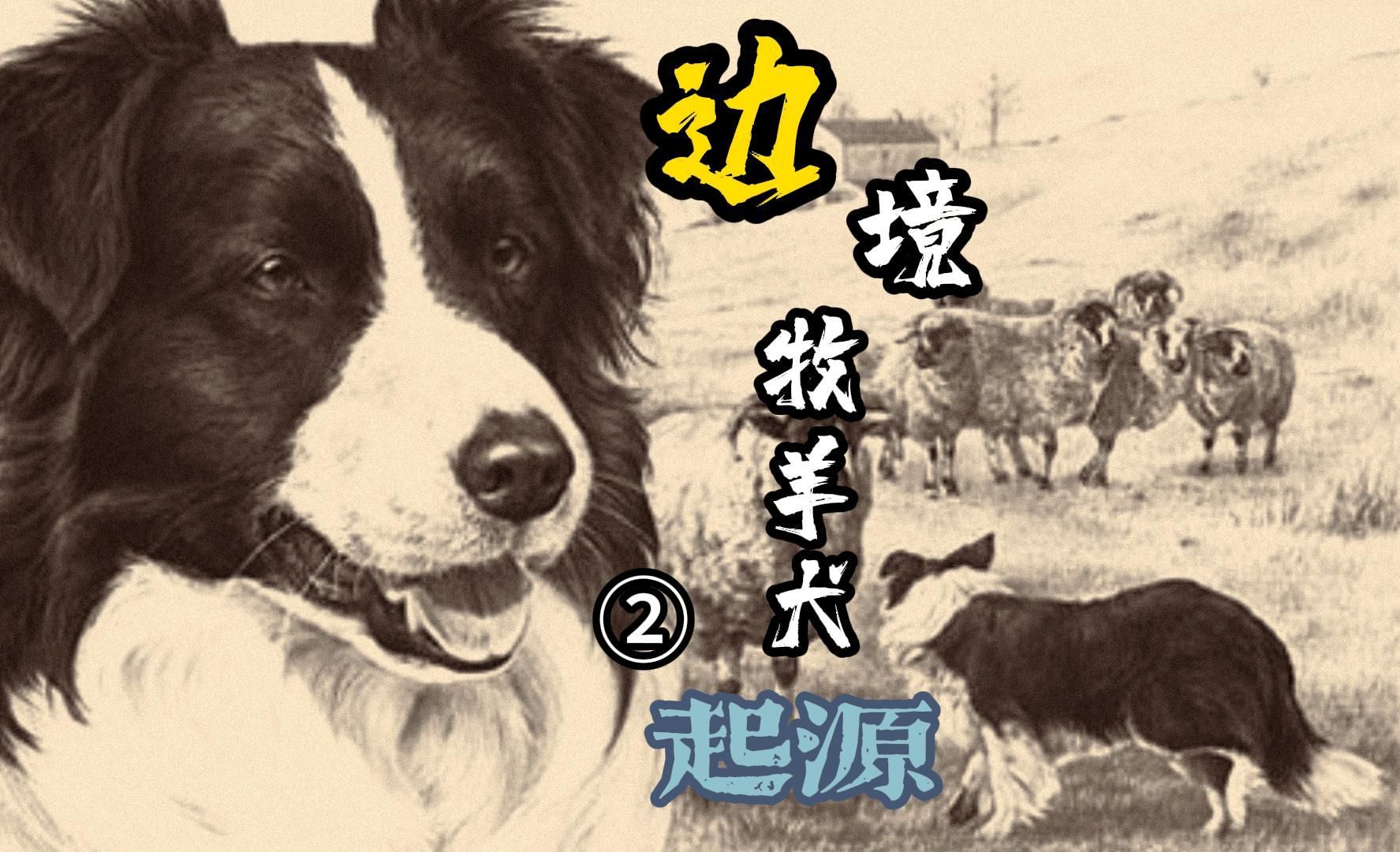 边牧编年史 | 边境牧羊犬前身——柯利牧羊犬哔哩哔哩bilibili