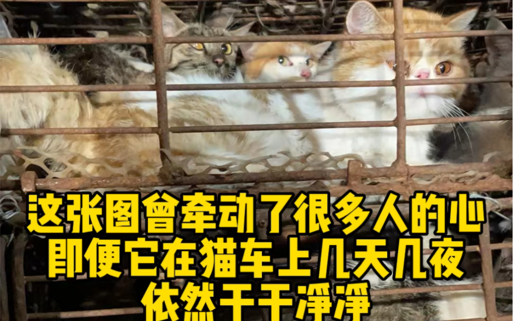 [图]最近已经没有人来庄园找丢失的猫猫了，但这只加菲一定是有主人的，看的出在家里被照顾的很好。希望加菲的主人能看到这条视频并把它带回家。