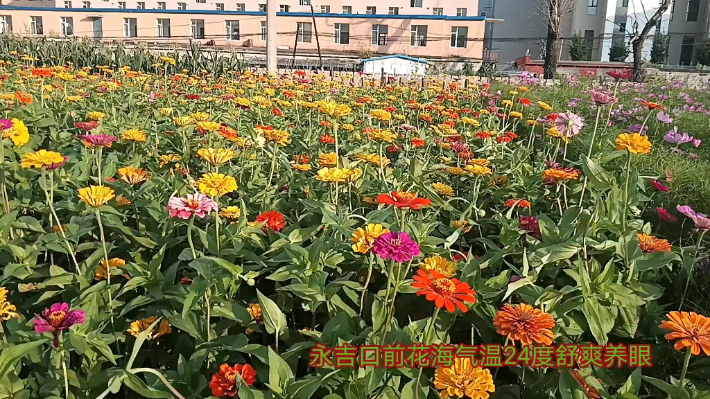 吉林永吉口前镇一路花海一角 气温24度舒爽明目