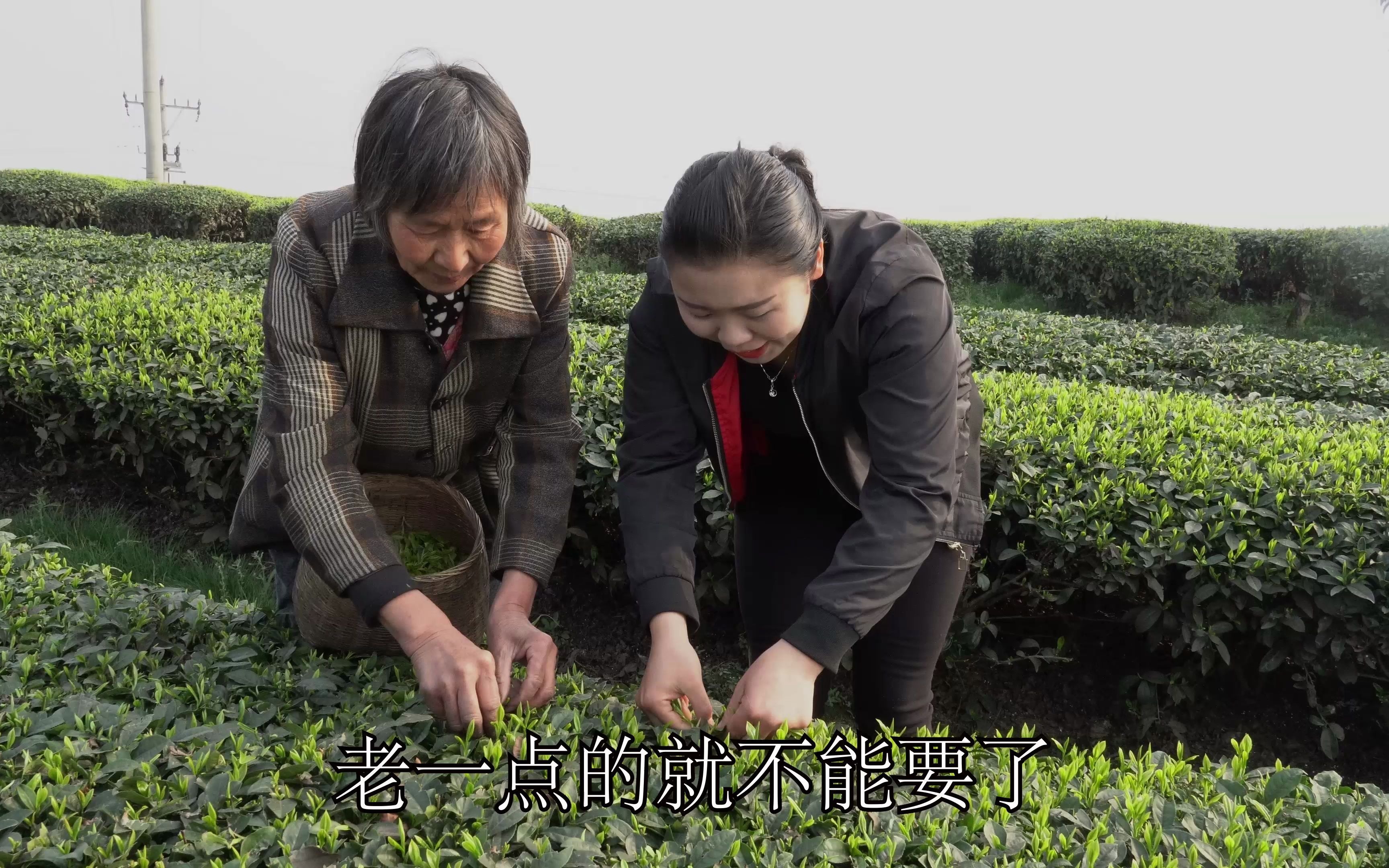 [图]雪儿去茶山摘茶叶，这里风景优美，被吸引的都想搬来这里居住了