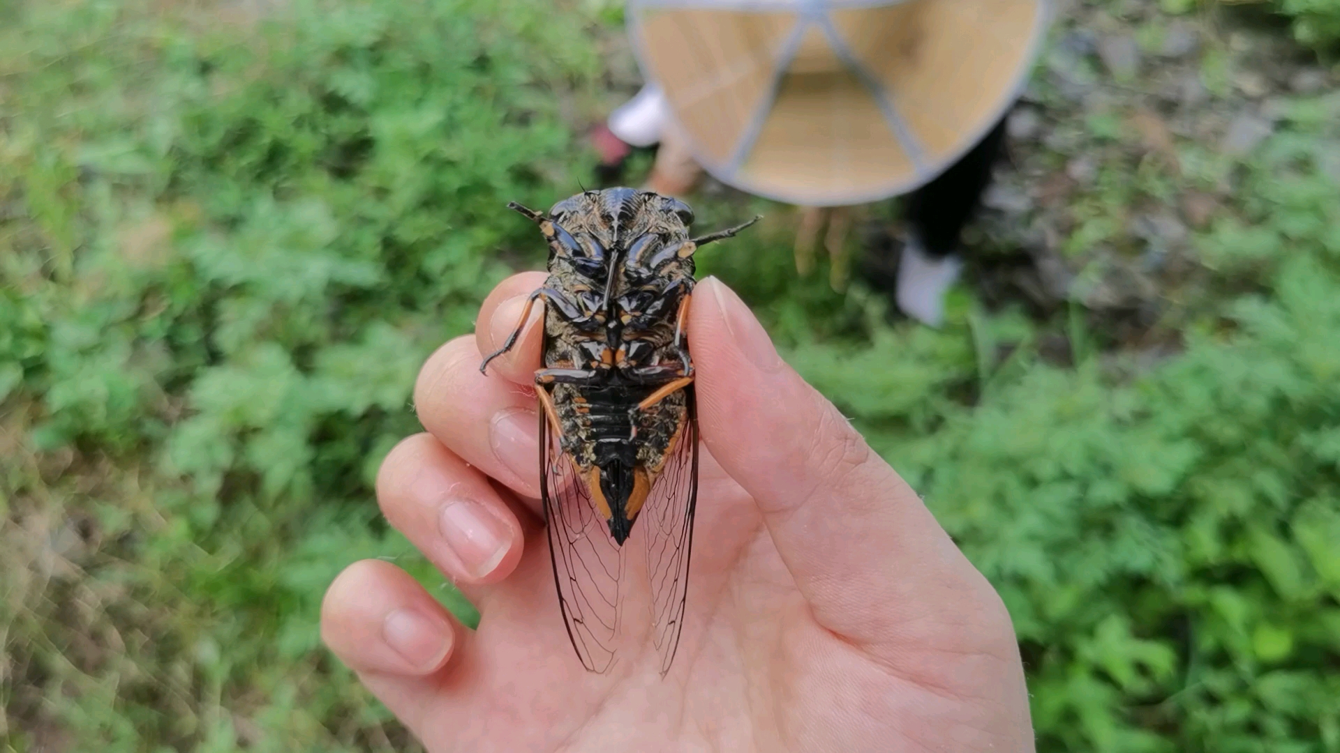 今年夏天我抓住了两只蝉来看看公母有何不同有个词叫薄如蝉翼今天真的