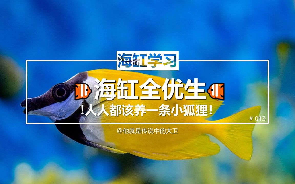 [图][海缸学习]海缸全优生！人人都该养一条小狐狸