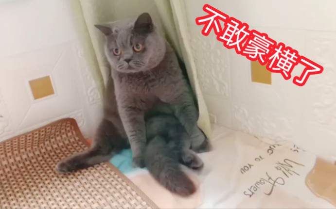 猫咪今天被训了.小表情可怜呀!哔哩哔哩bilibili