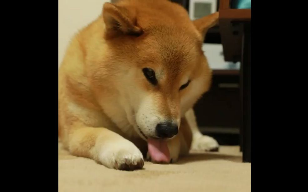 [柴犬maru的日常]又该睡觉惹,请把窝公主抱到床上,谢谢(717063