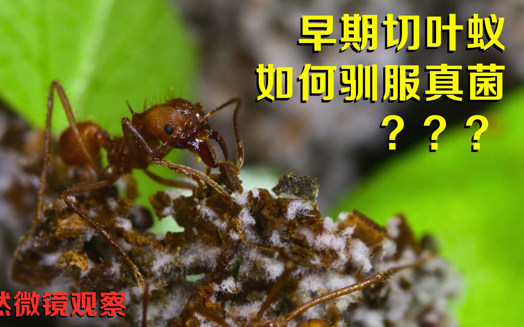 【开眼向】切叶蚁驯服野生真菌,后反被驯服的珍贵视频_哔哩哔哩_bili