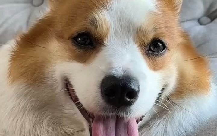 funny animals 不知道杂技团还招工吗?