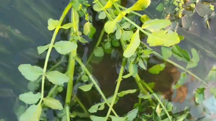 纯天然野生西洋菜