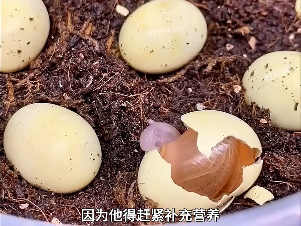 原来蜗牛也会下蛋!小蜗牛破壳而出后,还会吃掉自己的蛋壳!