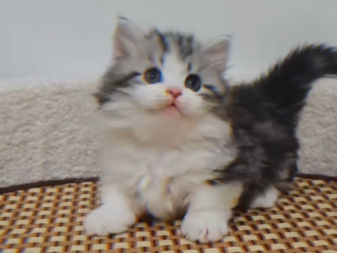 美短起司 #美短起司猫#美短起司猫多少钱一只