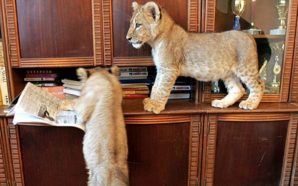 饲养员家里养了只小狮子是什么感受?可爱的简直是小天使!