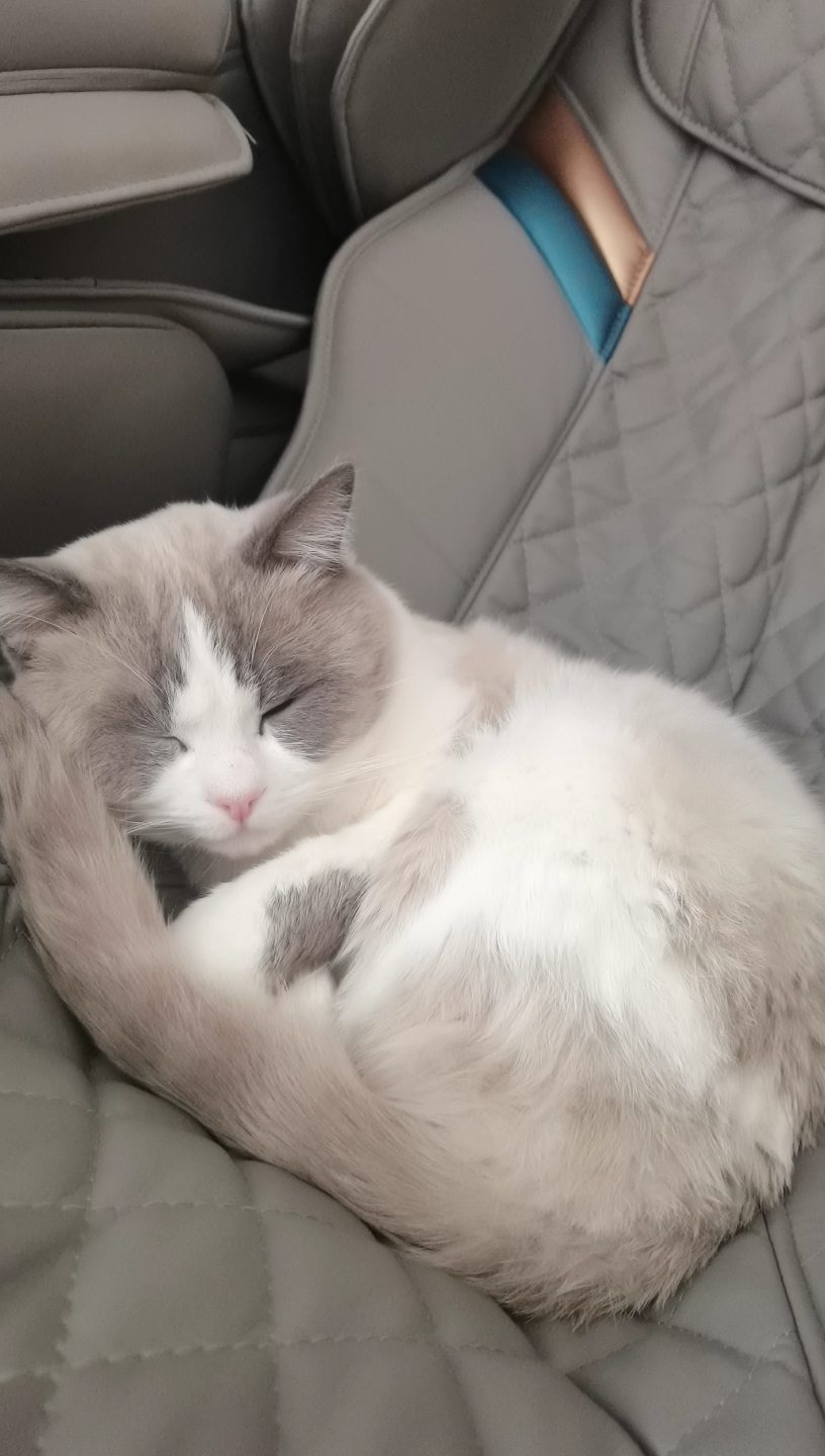 爱睡懒觉的小猫咪