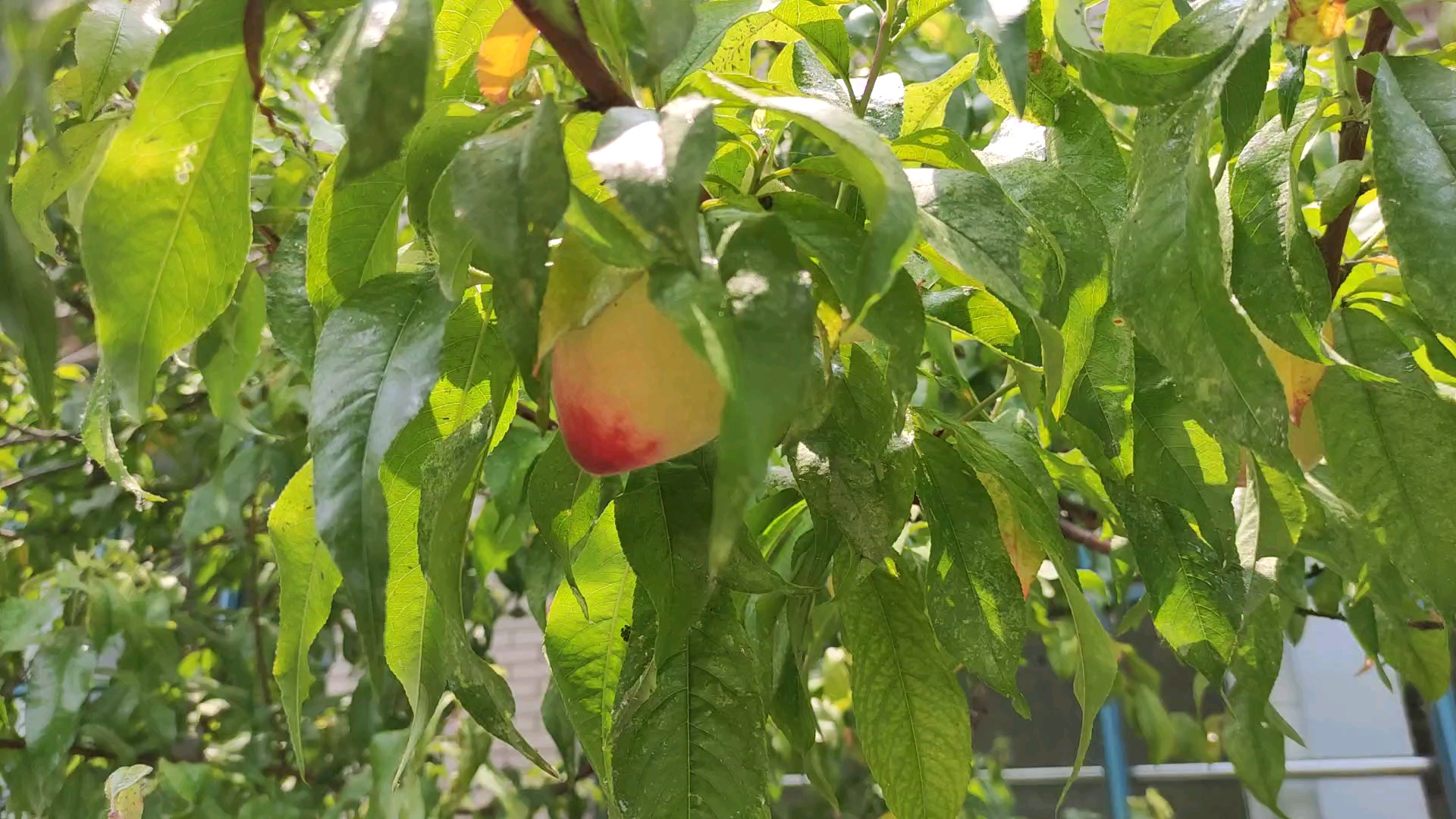 [图]【盛夏的果实】从三月桃花始盛开到五月结果桃正红，一切都刚刚好，夏天来了