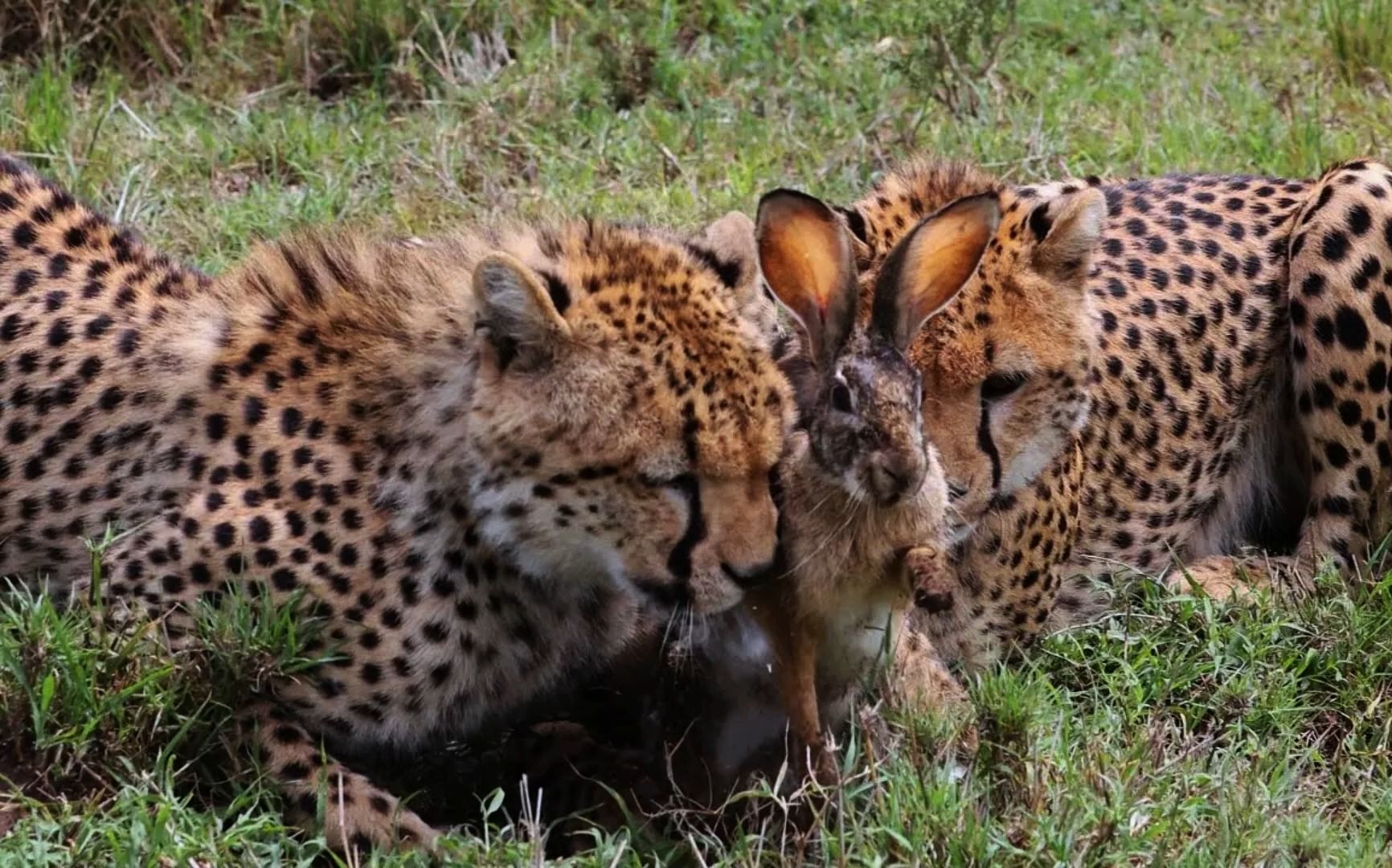 猎豹活吃野兔撕开皮毛,野兔多次逃蹿难离魔爪,惨叫连连刺人耳膜