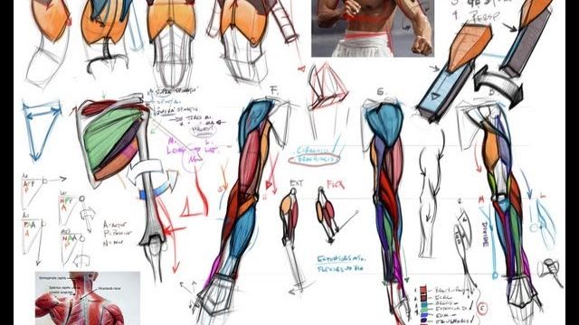 CGMA – 人体结骨骼肌肉皮肤解剖绘画教程
