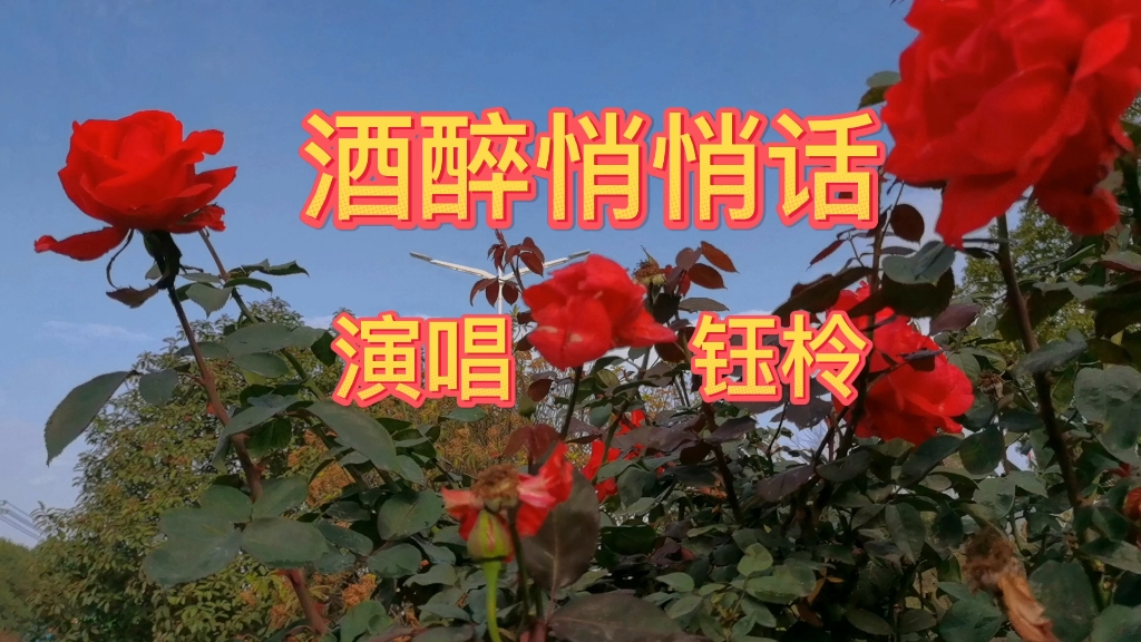 钰柃:酒醉悄悄话