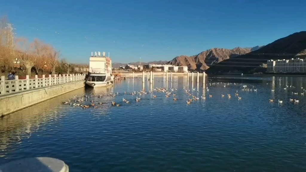 拉萨滨河公园的斑头雁回来啦