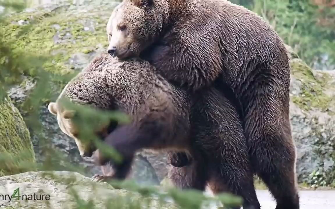 [图]【熊】小熊熊看了根本把持不住