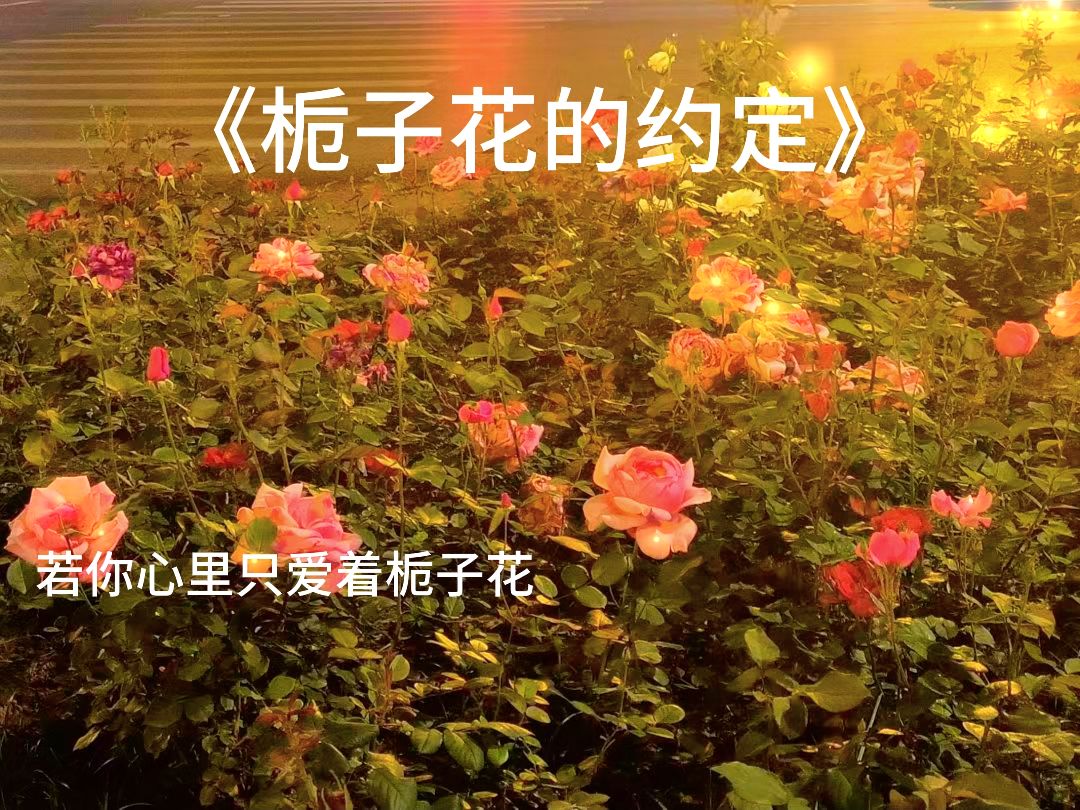 栀子花的约定