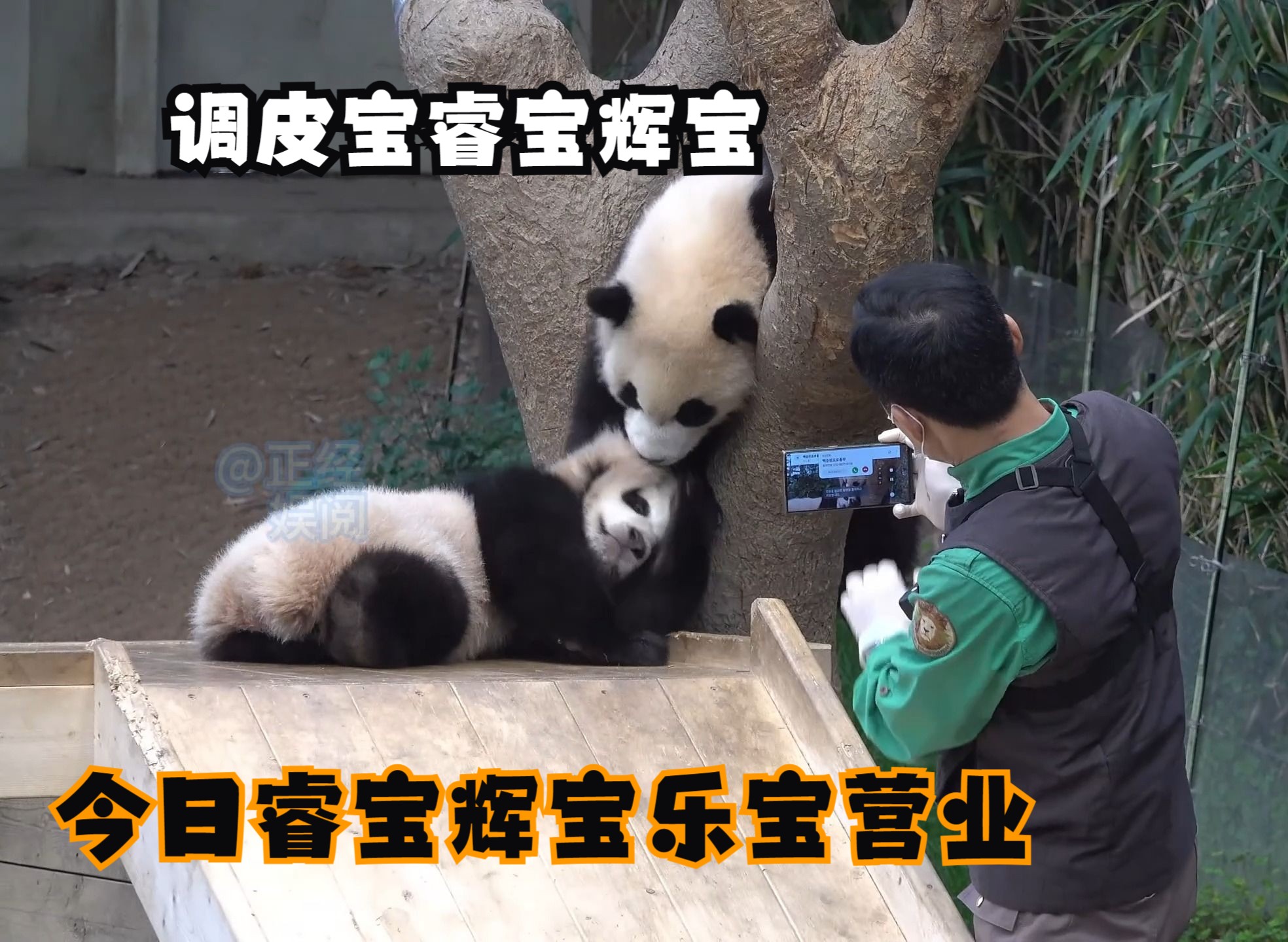 今日睿宝辉宝还有乐宝营业 #大熊猫 #睿宝辉宝 #乐宝