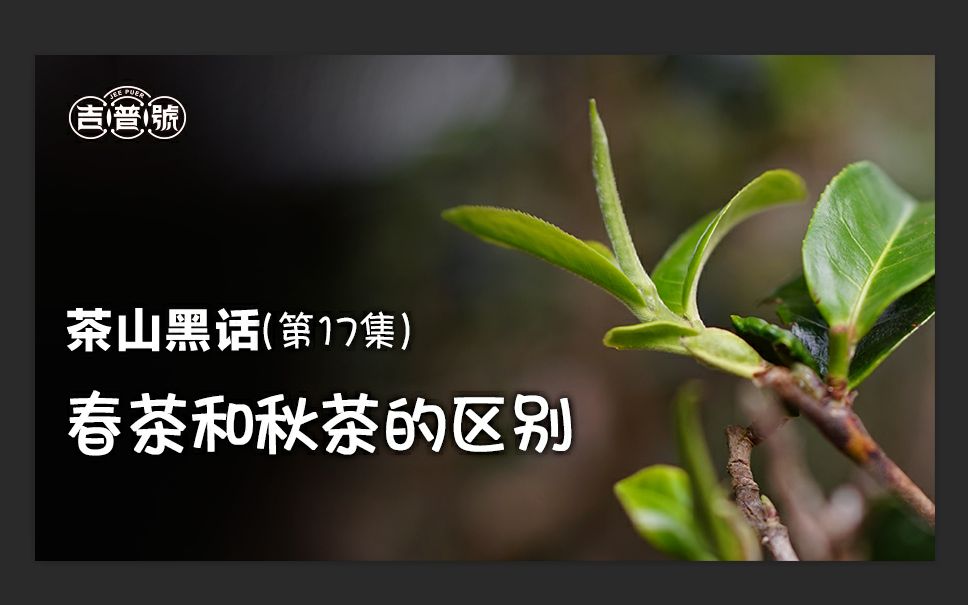 普洱只能喝春不能喝秋?朋友你被坑了!| 吉普号 茶山黑话17哔哩哔哩bilibili