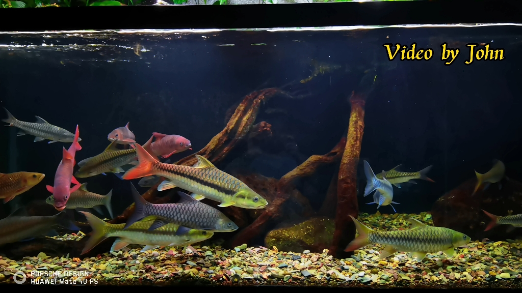 吉罗鱼～山河之王