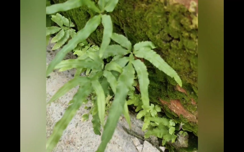 井边草的功效与作用(井边草功效大揭秘,让你健康美丽)