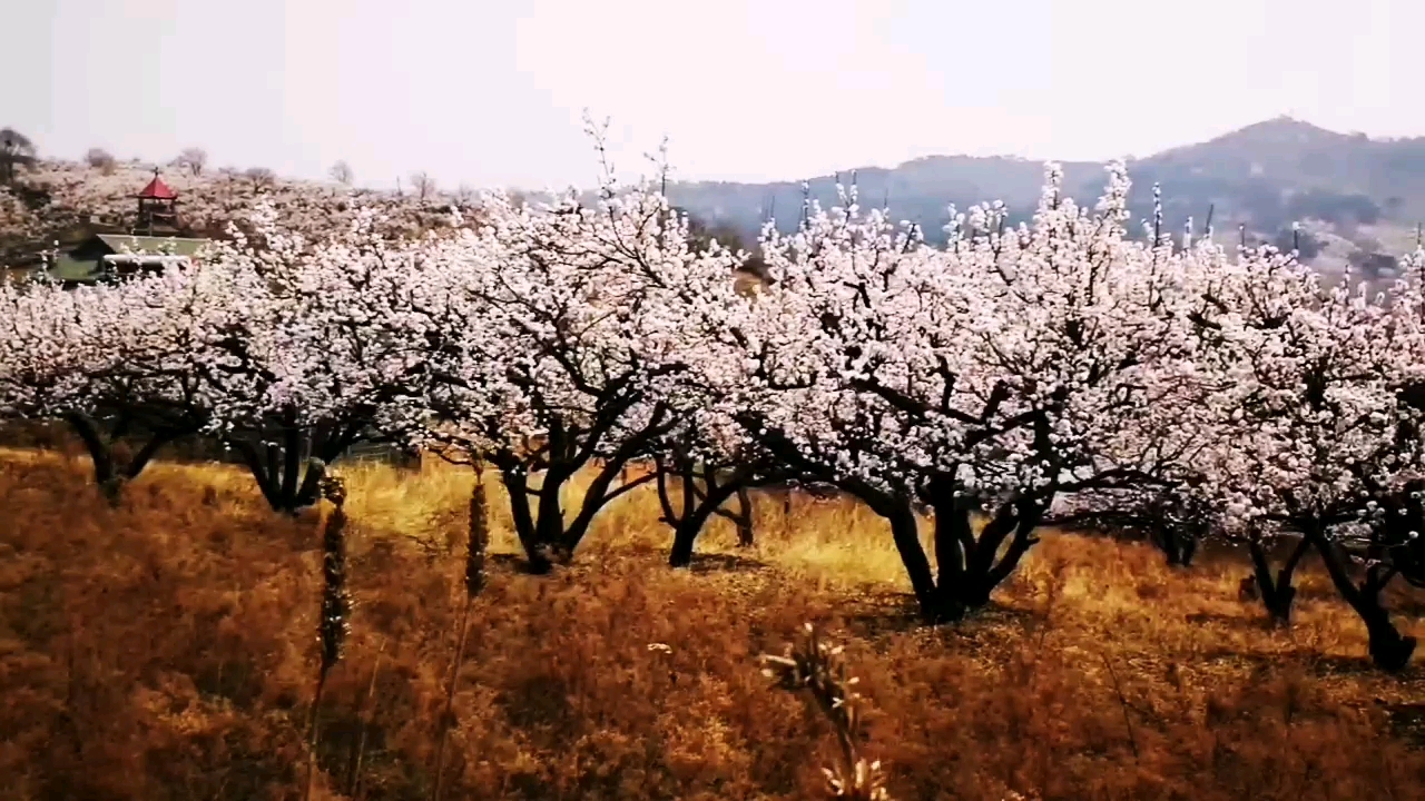 沈阳沙地沟杏花节