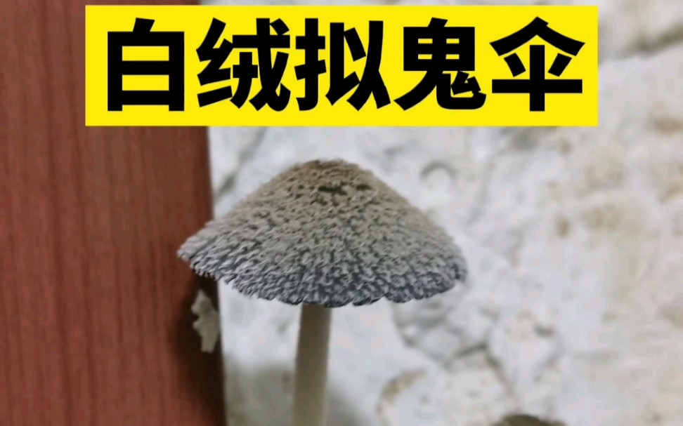 家里喜欢长的蘑菇:①白绒拟鬼伞