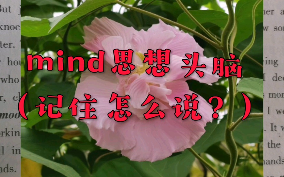 mind思想头脑(记住怎么说?)哔哩哔哩bilibili