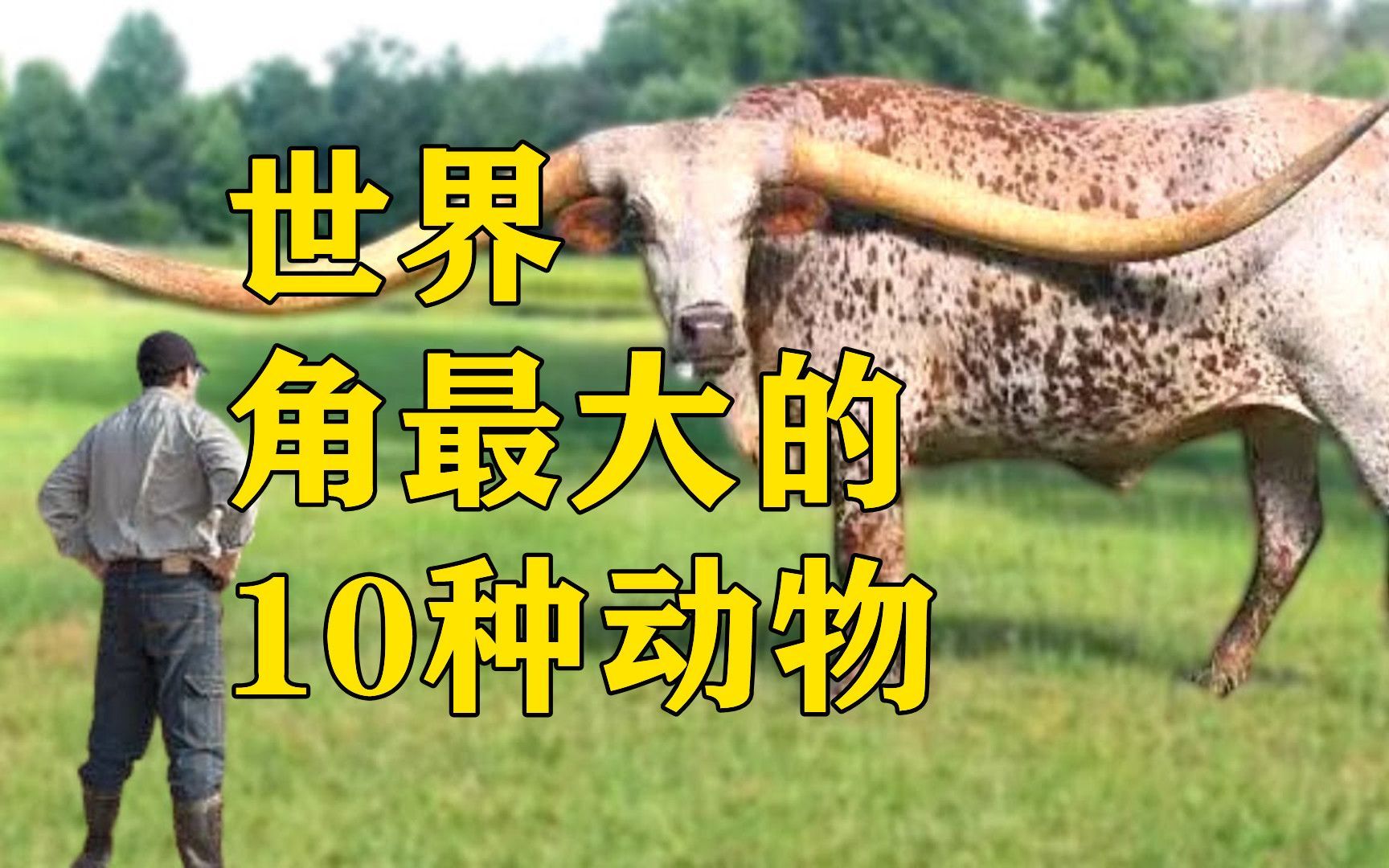 世界角最大的10种动物,第1名长度超过2.5米,没人敢惹它!