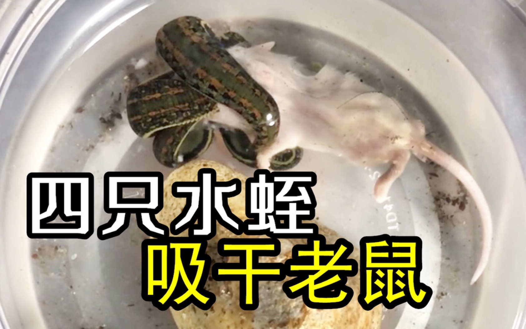 四只水蛭一起吸干老鼠尸体,水蛭真的会钻进活人的体内吸血吗?