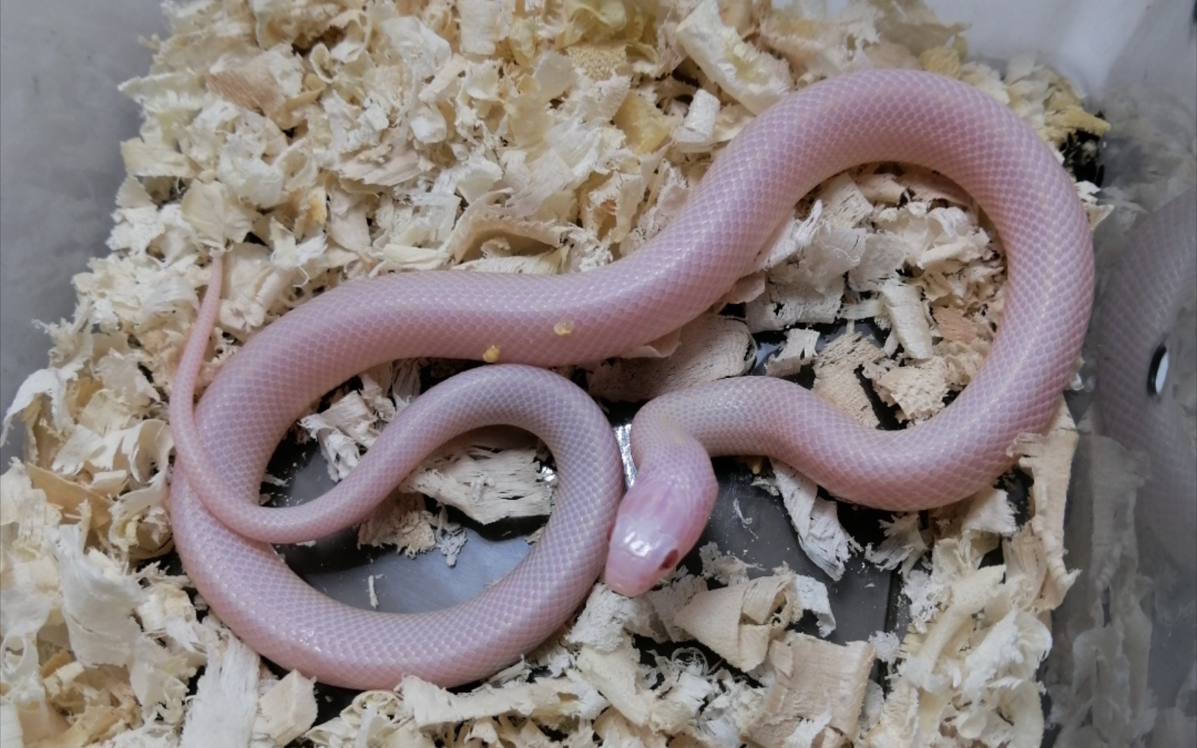 暴风雪加州王蛇_哔哩哔哩 (゜-゜)つロ 干杯~-bilibili