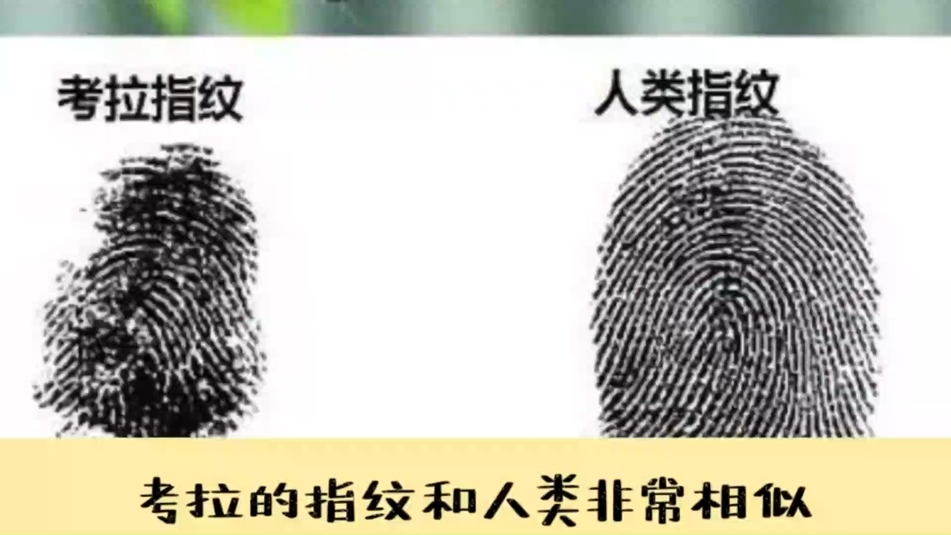 40 考拉的指纹长得很人类相似 #别划走